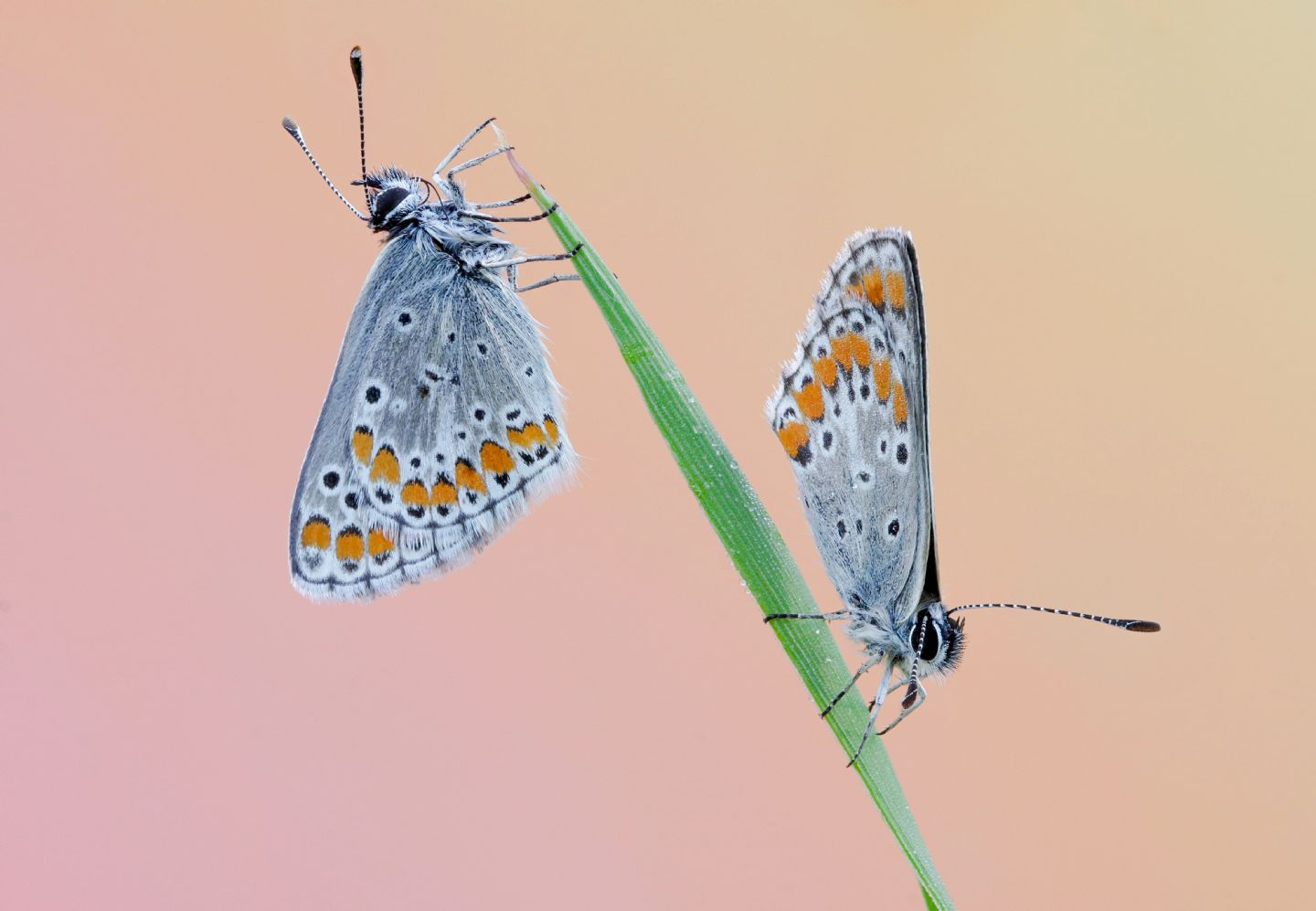 Lycaenidae - Aricia agestis